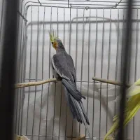 عروس پاریس|پرنده|سوسنگرد, |دیوار