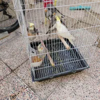 معاوضه با کفتر