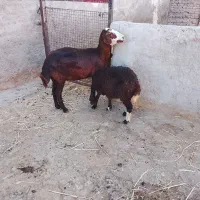 میش قزل افشار