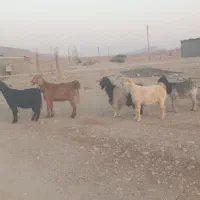 ۵ راس بز ابستن