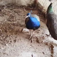 طاووس هندی|پرنده|قائم‌شهر, |دیوار