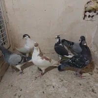 کفترپرشی بوم|پرنده|مشهد, چهاربرج|دیوار