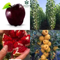 نهال صنوبر نیگرا انار گلابی