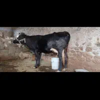 گاو با گوساله نر هلشتاین