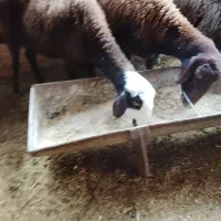 دو راس میش جوان