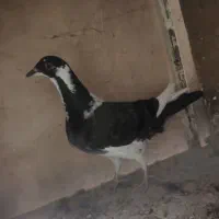 یهودی|پرنده|قم, شهرک توانیر|دیوار