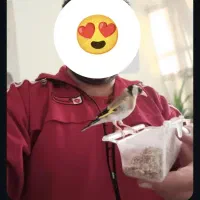 سهره نر متولد قفس|پرنده|نجف‌آباد, یزدانشهر|دیوار