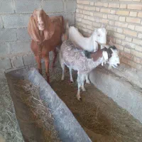 فروش بز|حیوانات مزرعه|بندر ماهشهر, |دیوار