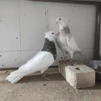 طوقی کرمانشاهی|پرنده|خواف, |دیوار