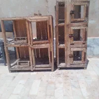 کبوتر