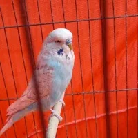 مرغ عشق انگلیسی|پرنده|شاهینشهر, خبرنگار|دیوار