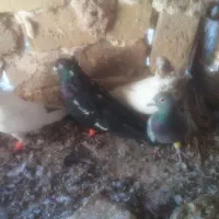 شش عدد کبوتر