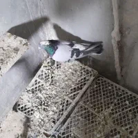 کبوتر گلی پر