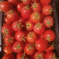 فروش گوجه قرمزوسبزدورنگ...|خوردنی و آشامیدنی|درودزن, |دیوار