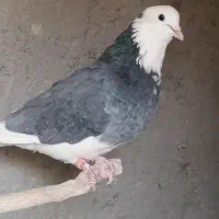 کفتر فروشی|پرنده|یزد, |دیوار