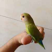 کوتوله برزیلی|پرنده|شیراز, کوزه گری|دیوار