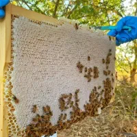 عسل درجه یک|خوردنی و آشامیدنی|سبزوار, هویزه|دیوار