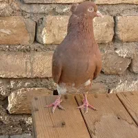 کبوتر سرخ دم سفید|پرنده|قم, کاسه گران|دیوار