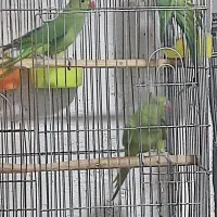 جوجه ملنگو پنج‌ ماهه