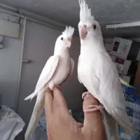 جوجه عروس آلبینو