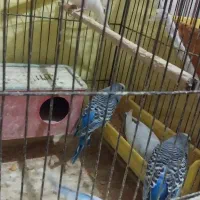 مرغ عشق مولد با جوجه|پرنده|خرمشهر, |دیوار