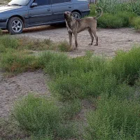 سگ سرابی