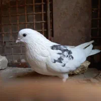 نوک ریز طهرانی|پرنده|شهرکرد, |دیوار