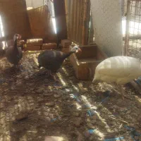 مرغ شاخدار