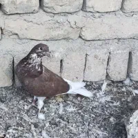 کبوتر|پرنده|تهران, حصارک|دیوار