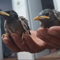 جوجه مینا