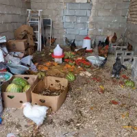 گلپایگانی و برهما