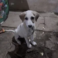 واگذاری سگ|سگ|گوراب زرمیخ, |دیوار