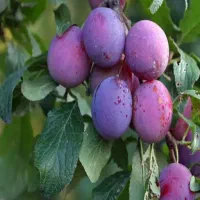 نهال آلو سیاه|خدمات باغبانی و درختکاری|الیگودرز, |دیوار