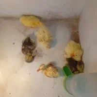 جوجه قو غاز یک روزه تا ده روزه