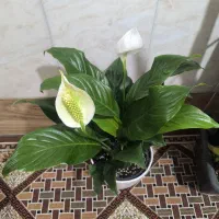 غول پیکر سانسوریا ابلغ|گل و گیاه طبیعی|قم, شهرک فاطمیه|دیوار