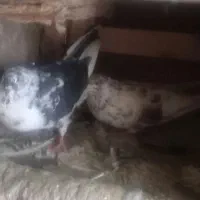 کبوتر|پرنده|گلپایگان, |دیوار
