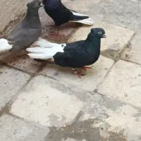 کبوتر دم سفید