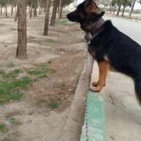 ژرمن وورک بلک باهوش واکسن هاشم زده شده