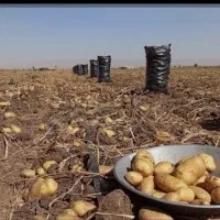 فروش سی3 الی 5 تن سیب زمینی