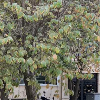 نیرو جهت سرایداری