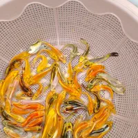 ماهی کوی آب سرد استخری و آبگرم|ماهی|نجفآباد, فاز ۲ شهرک آزادگان|دیوار