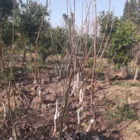 فروش تضمینی نهال گردو  پیوندی گردو چندلر،فرنور ..