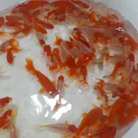 ماهی گلدفیش و سه دم دونه ای ۸۹۰۰ درشت