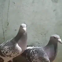 کفتر پلاکی|پرنده|سبزوار, ایزی شهر|دیوار