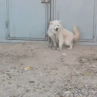 سگ ساموئید سامویید ماده اصیل|سگ|بجنورد, |دیوار