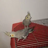 عروس هلندی|پرنده|رباط‌کریم, رباط‌کریم|دیوار