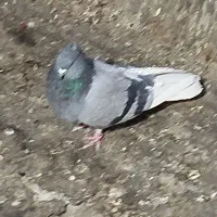 1عددماده|پرنده|پاکدشت, خاتون آباد|دیوار