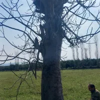 هرس  درخت وتمیز کاری باغ باغچه ویلا|خدمات باغبانی و درختکاری|بابل, |دیوار