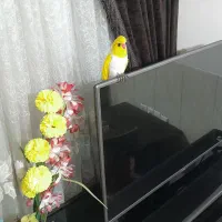 طوطی|صنایع دستی و سایر لوازم تزئینی|اصفهان, شهرک امام خمینی|دیوار