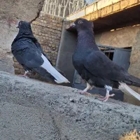 نر ماده زاغ دم اسبی|پرنده|خرم‌آباد, |دیوار